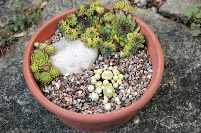 Picture of Sempervivum - Species Mixed